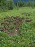 Fresh Grizzly Diggings

